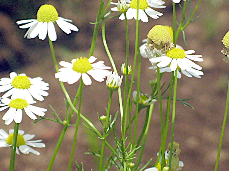 カモミール（Chamomile、Matricaria chamomilla)