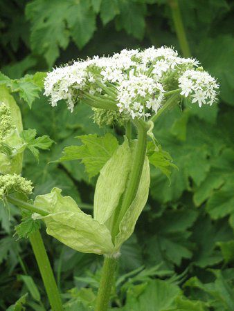 ハナウド 花独活 かぎけんweb