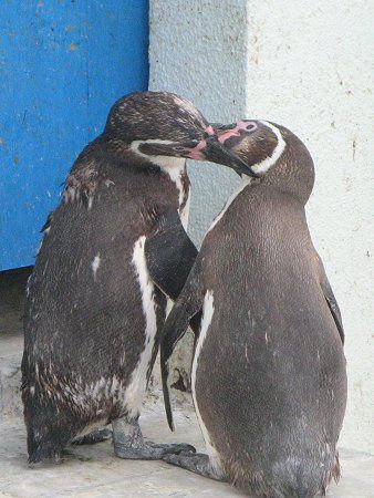 ペンギン Penguin かぎけんweb