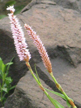 礼文島の高山植物 かぎけんweb