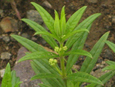 アカネムグラ 茜葎 かぎけんweb