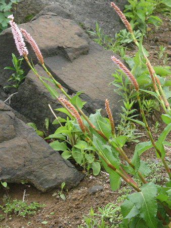 イブキトラノオ 伊吹虎の尾 かぎけんweb