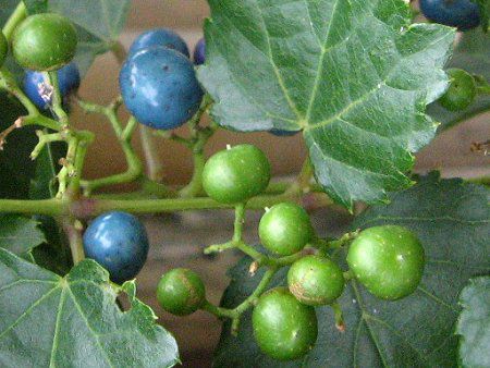 カラフルな宝石のよう ノブドウ 野葡萄 かぎけんweb