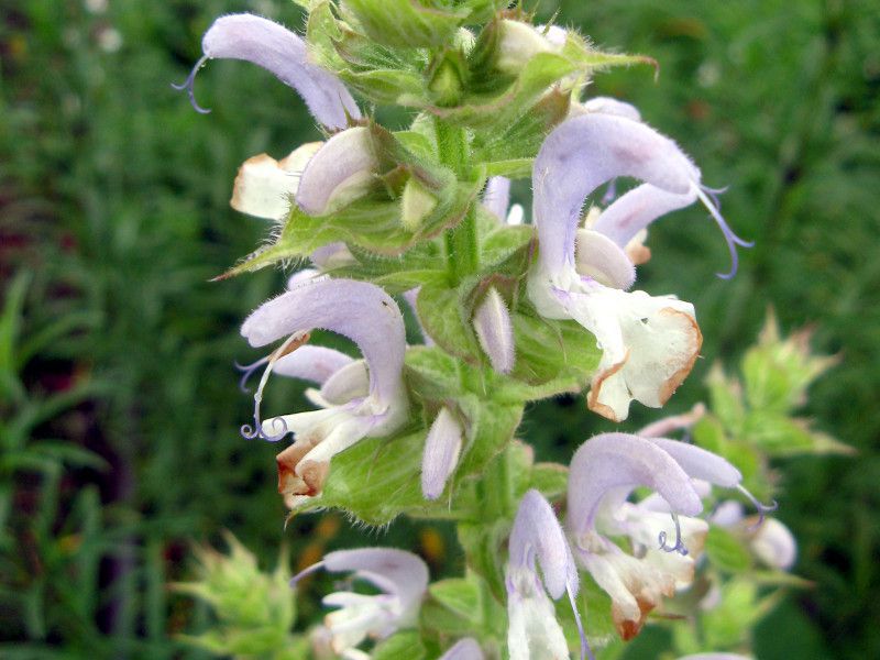 クラリセージ（clary sage）【かぎけんWEB】