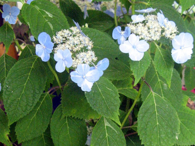 アジサイ 紫陽花 かぎけんweb