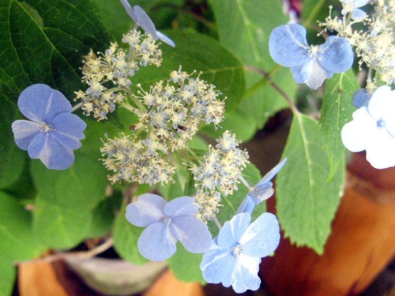 アジサイ 紫陽花 かぎけんweb