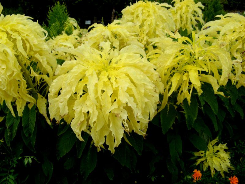 アマランサス クルエンタス Amaranthus Cruentus かぎけんweb