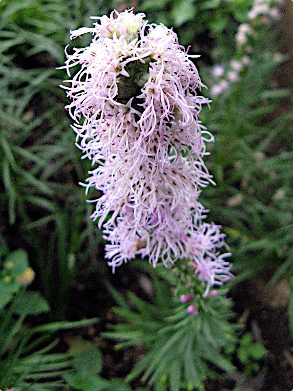 リアトリス Liatris かぎけんweb