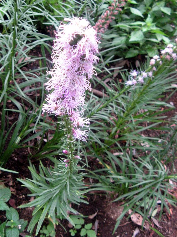 リアトリス Liatris かぎけんweb