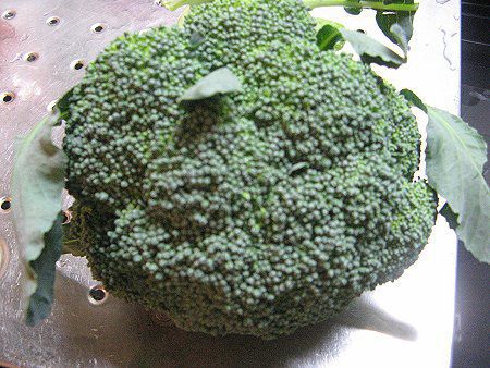 ブロッコリー Broccoli かぎけんweb