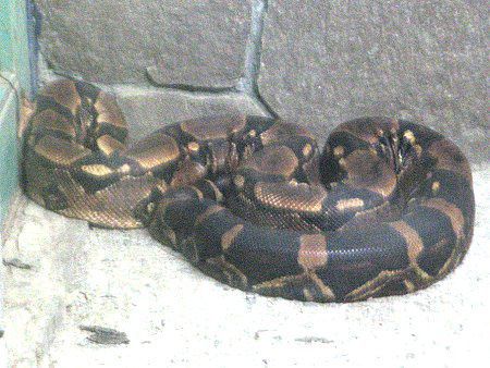 ボアコンストリクター Boa Constrictor かぎけんweb