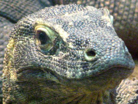 コモドドラゴン Komodo Dragon かぎけんweb