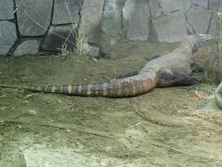 コモドドラゴン Komodo Dragon かぎけんweb