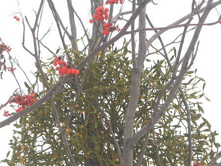 北海道の花 08年12月 かぎけんweb