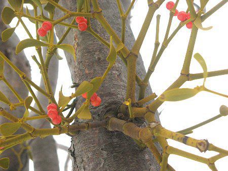 北海道の花 08年12月 かぎけんweb