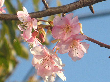 カワヅサクラ(河津桜)【かぎけんWEB】