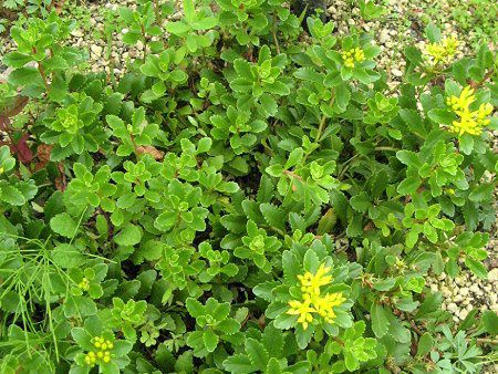 エゾノキリンソウ 蝦夷麒麟草 かぎけんweb