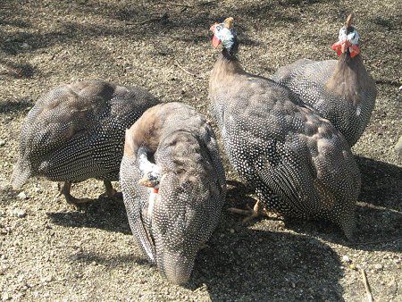 ホロホロチョウ(ほろほろ鳥)【かぎけんWEB】