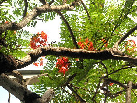 オオコチョウ（オウコチョウ、黄紅蝶、学名：Caesalpinia pulcherrima）