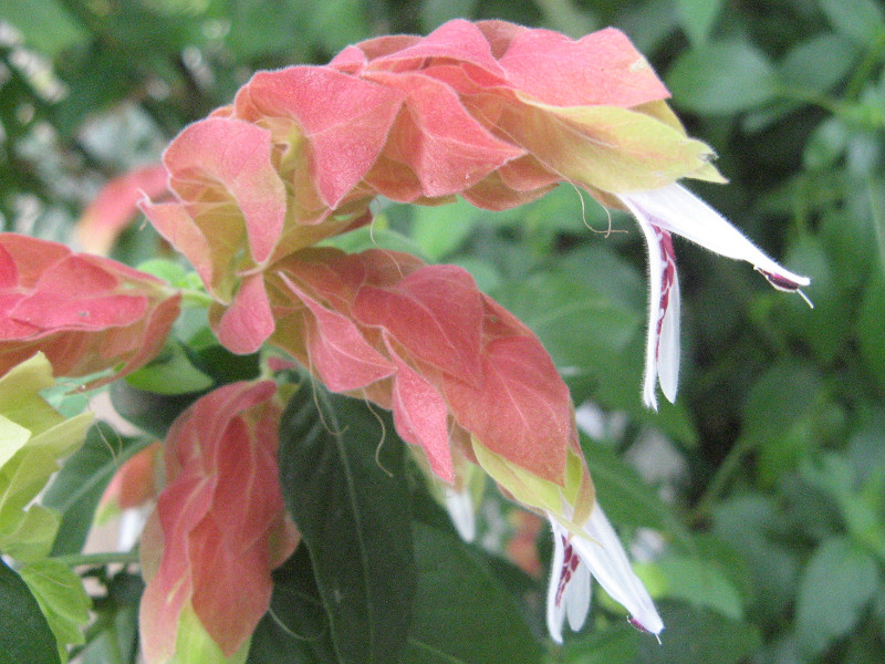 コエビソウ（小海老草、学名：Justicia brandegeeana）