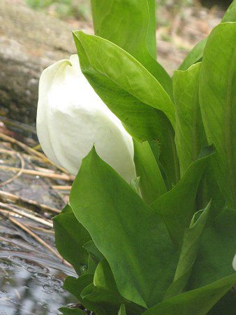 水芭蕉の咲く小石川植物園 09年4月5日 かぎけんweb