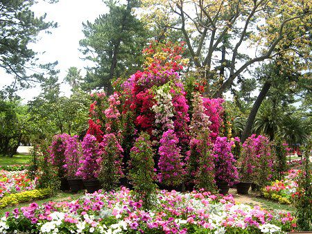 ブーゲンビリア Bougainvillea オシロイバナ科 ブーゲンビリア属 常緑樹 熱帯性 観賞用 盆栽 小品 現品 - 盆栽