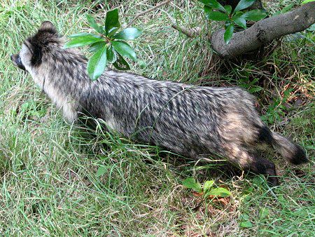 ホンドタヌキ 本土狸 かぎけんweb