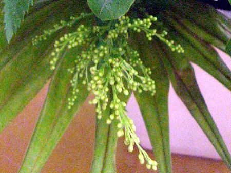 ソリダゴ Solidago かぎけんweb