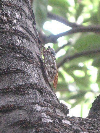 アブラゼミ 油蝉 カメムシ目セミ科アブラゼミ属の蝉