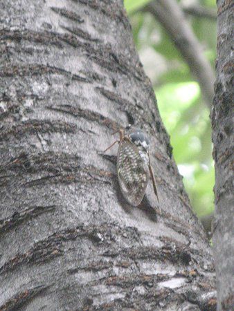 アブラゼミ 油蝉 カメムシ目セミ科アブラゼミ属の蝉