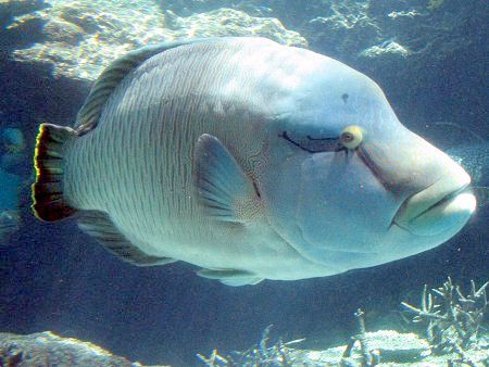 メガネモチノウオ 眼鏡持ちの魚 かぎけんweb