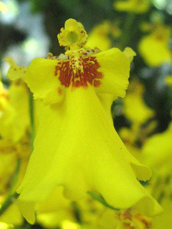 オンシジュウム Oncidium かぎけんweb