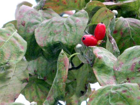 ハナミズキ 花水木 かぎけんweb