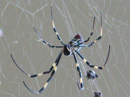 ジョロウグモ 女郎蜘蛛 かぎけんweb