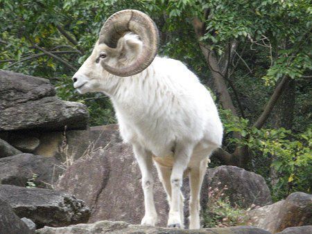 ドールシープ Dall Sheep かぎけんweb