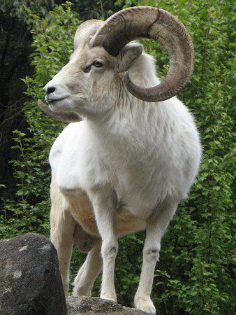 ドールシープ Dall Sheep かぎけんweb