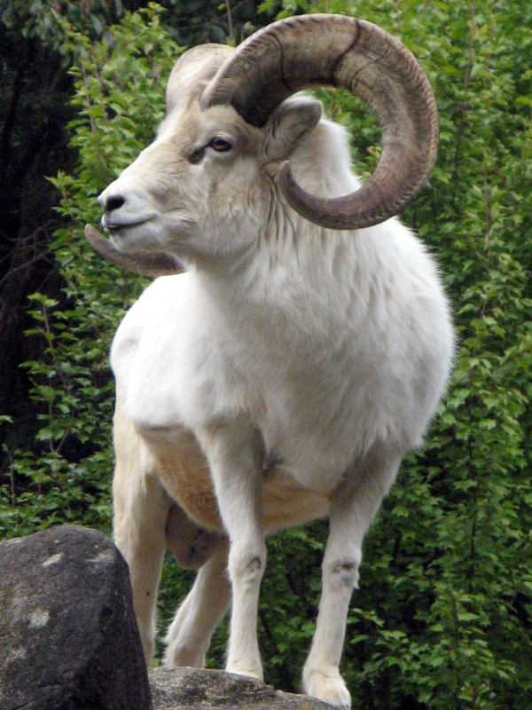 ドールシープ（Dall Sheep）【かぎけんWEB】