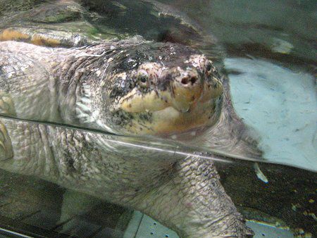 東山動物園の爬虫類 09年10月25日 かぎけんweb