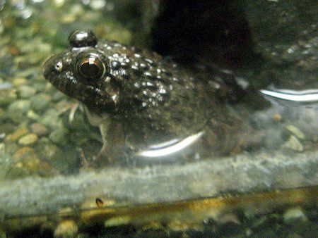 ヌマガエル 沼蛙 かぎけんweb