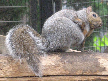 ハイイロリス 灰色栗鼠 かぎけんweb