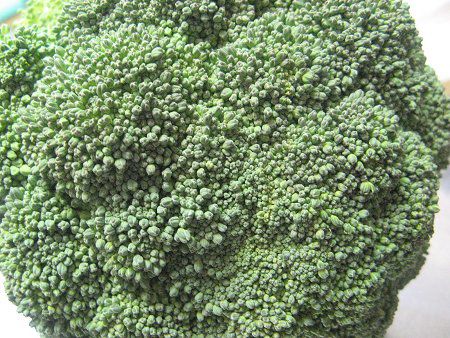 ブロッコリー Broccoli かぎけんweb