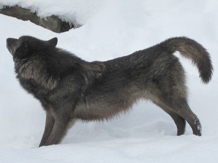 シンリンオオカミ 森林狼 日本狼は絶滅しましたが かぎけんweb