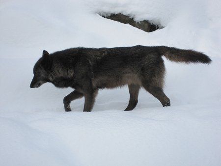 シンリンオオカミ 森林狼 日本狼は絶滅しましたが かぎけんweb