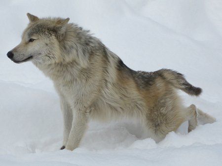 シンリンオオカミ 森林狼 日本狼は絶滅しましたが かぎけんweb