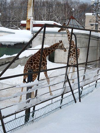 アミメキリン 網目麒麟 かぎけんweb