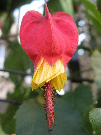 アブチロン Abutilon かぎけんweb