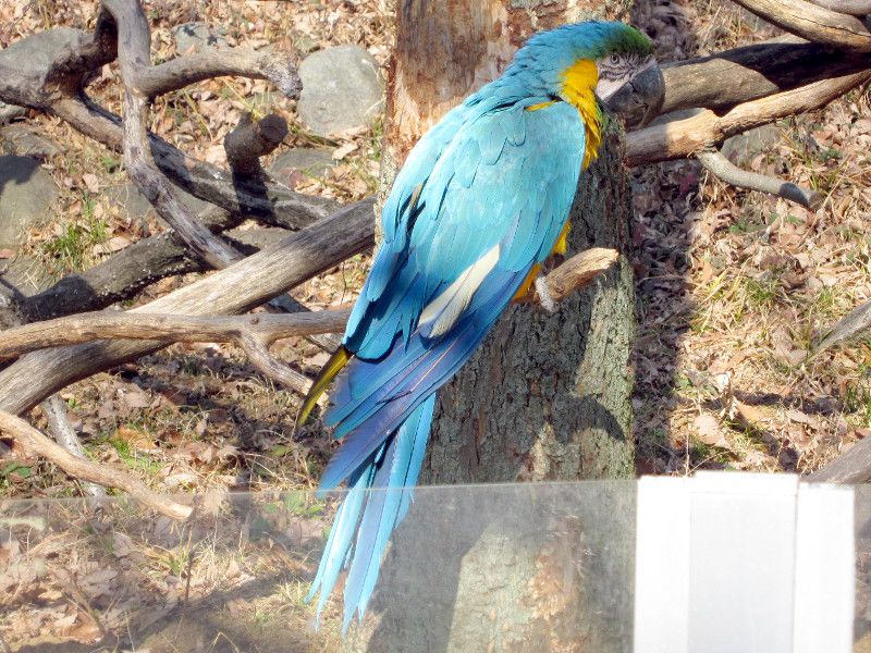 ルリコンゴウインコ 瑠璃金剛鸚鵡 かぎけんweb