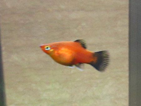 プラティ Platy かぎけんweb