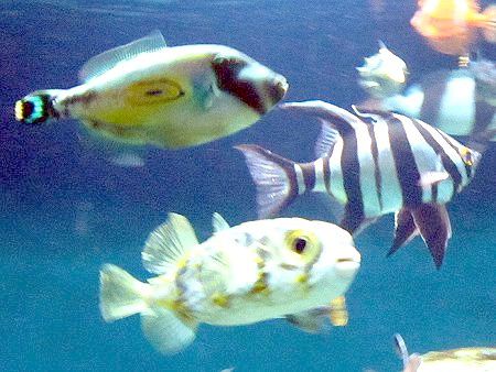 葛西臨海水族園図鑑 かぎけんweb