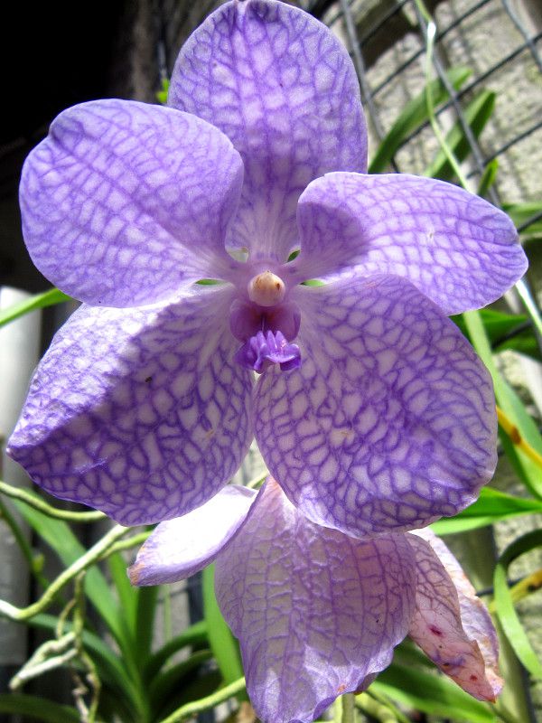 バンダ Vanda 着生蘭 かぎけんweb